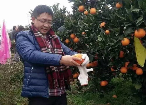 登三峽之巔，詠大美奉節 一場臍橙飄香的山水詩畫之旅