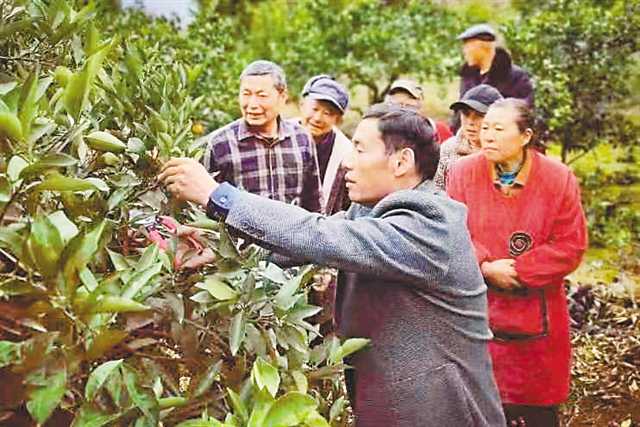 奉節臍橙的“三贏”新格局 從“根號二”到無限可能