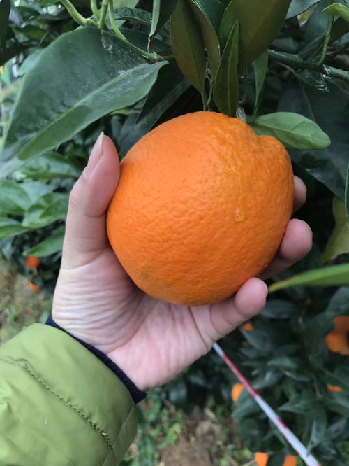 奉節臍橙喜迎豐收季 30萬噸優質果品多渠道熱銷
